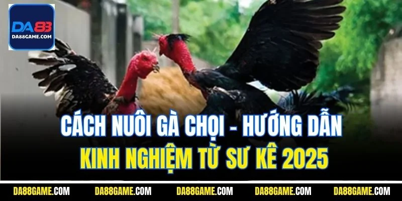 Cách Nuôi Gà Chọi - Hướng Dẫn Kinh Nghiệm Từ Sư Kê 2025
