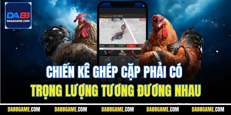 Chiến kê ghép cặp phải có trọng lượng tương đương nhau