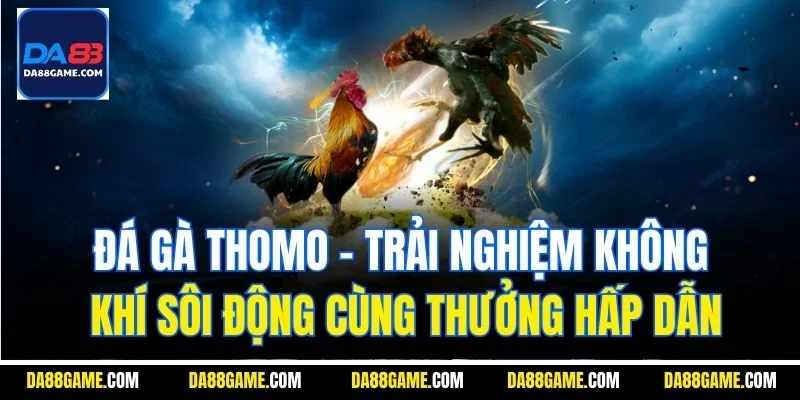 Đá gà Thomo - Trải nghiệm không khí sôi động cùng thưởng hấp dẫn