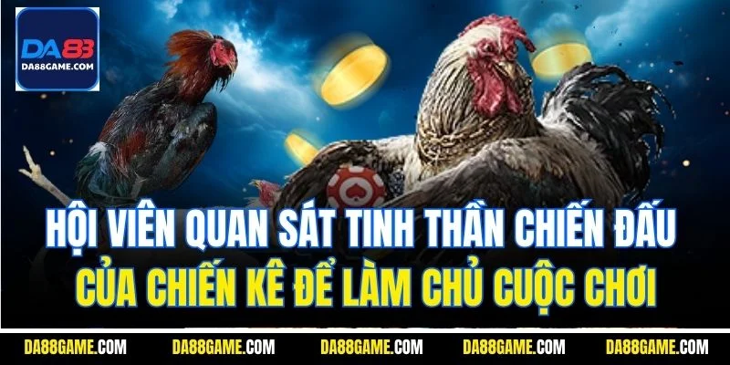 Hội viên quan sát tinh thần chiến đấu của chiến kê để làm chủ cuộc chơi